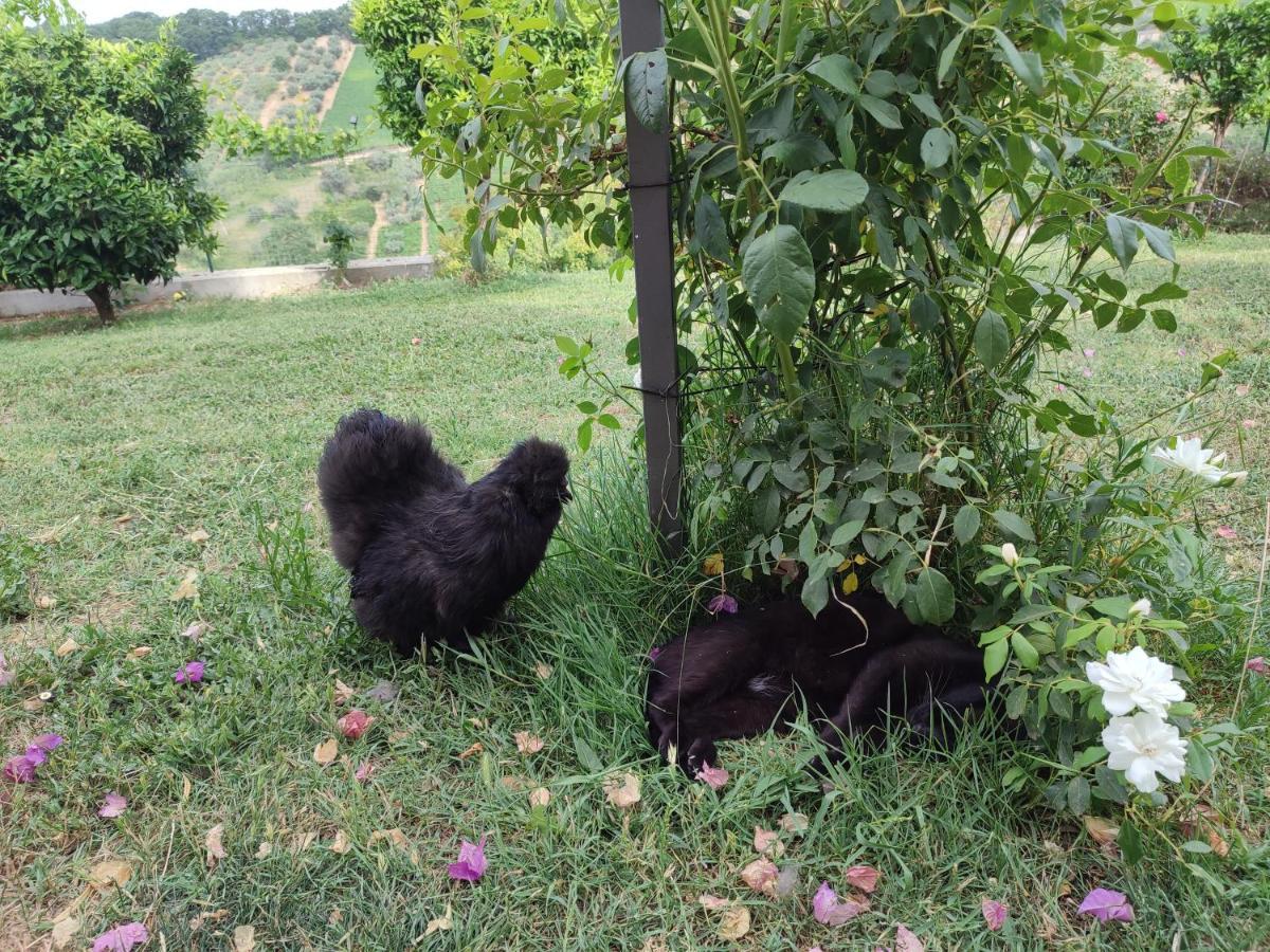 Appartamento La Casa Di Stefania Pollutri Esterno foto